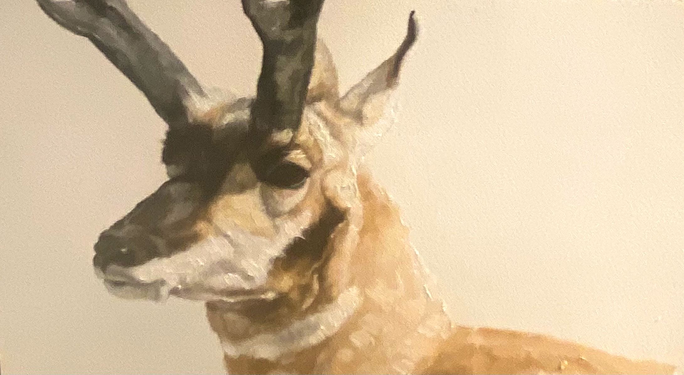 Montgomery-Lee Fine Art | Antelope Study #3